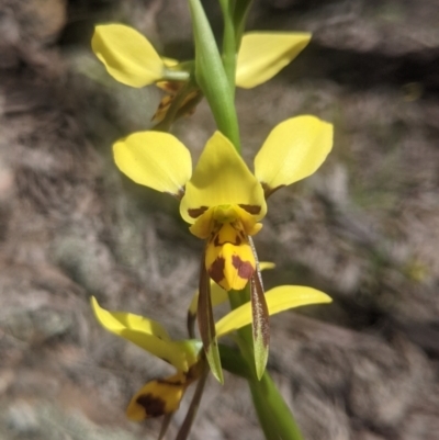 Diuris sulphurea (Tiger Orchid) - 1 Jan 1900 by MPennay