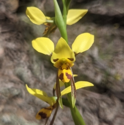 Diuris sulphurea (Tiger Orchid) at Lake George, NSW - 30 Oct 2021 by MPennay