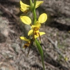 Diuris sulphurea at Lake George, NSW - suppressed