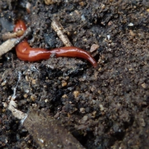 Anzoplana trilineata at Boro, NSW - 29 Oct 2021