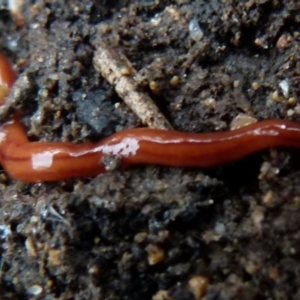 Anzoplana trilineata at Boro, NSW - 29 Oct 2021