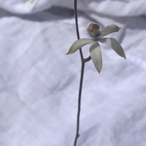 Caladenia moschata at Molonglo Valley, ACT - suppressed