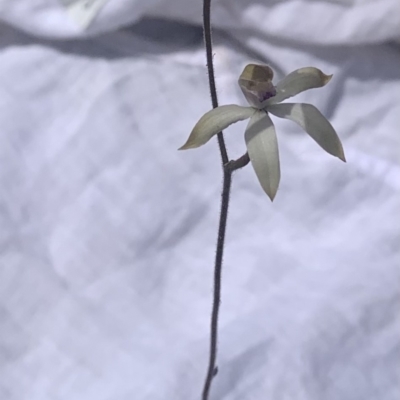 Caladenia moschata (Musky Caps) at Molonglo Valley, ACT - 30 Oct 2021 by DGilbert