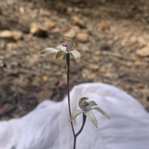 Caladenia moschata at Molonglo Valley, ACT - suppressed