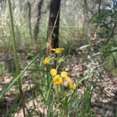 Diuris semilunulata (Late Leopard Orchid) at Molonglo Valley, ACT - 30 Oct 2021 by DGilbert