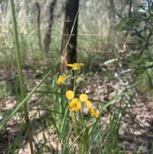 Diuris semilunulata at Point 5204 - suppressed