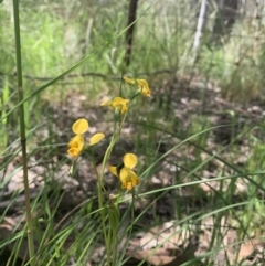 Diuris semilunulata at Point 5204 - suppressed