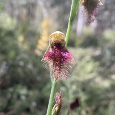 Calochilus platychilus (Purple Beard Orchid) at Molonglo Valley, ACT - 30 Oct 2021 by DGilbert
