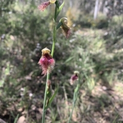 Calochilus platychilus at Point 5204 - suppressed