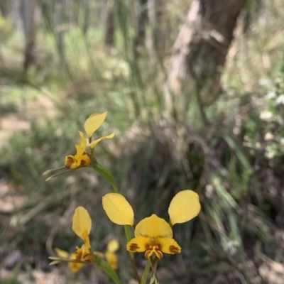 Diuris semilunulata (Late Leopard Orchid) at Molonglo Valley, ACT - 30 Oct 2021 by DGilbert