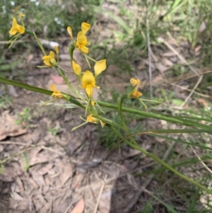 Diuris sp. at Point 5204 - suppressed