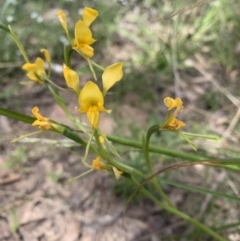 Diuris sp. at Point 5204 - suppressed