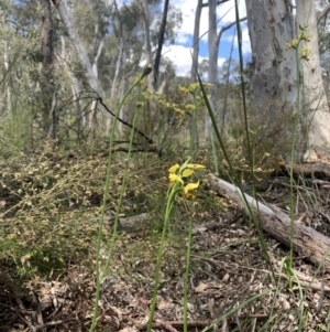 Diuris sulphurea at Molonglo Valley, ACT - suppressed