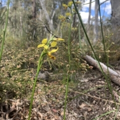 Diuris sulphurea at Molonglo Valley, ACT - suppressed