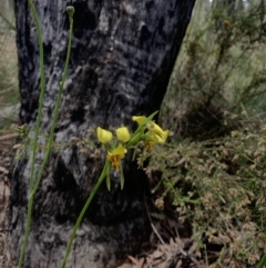 Diuris sulphurea at Molonglo Valley, ACT - suppressed