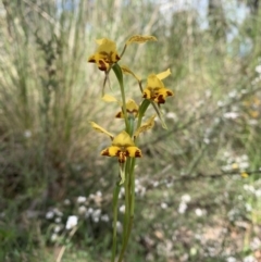 Diuris nigromontana (Black Mountain Leopard Orchid) at Point 5204 - 30 Oct 2021 by DGilbert