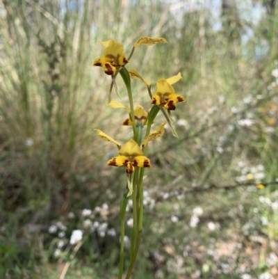 Diuris nigromontana (Black Mountain Leopard Orchid) at Molonglo Valley, ACT - 30 Oct 2021 by DGilbert