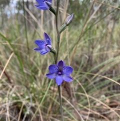 Thelymitra juncifolia at Molonglo Valley, ACT - suppressed