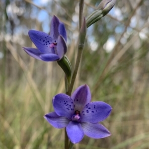 Thelymitra juncifolia at Molonglo Valley, ACT - suppressed