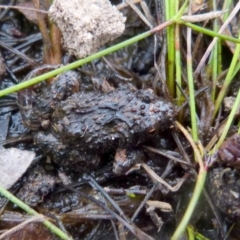 Crinia signifera (Common Eastern Froglet) at Boro, NSW - 29 Oct 2021 by Paul4K