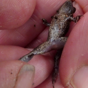 Crinia signifera at Boro, NSW - 29 Oct 2021