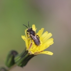 Lasioglossum (Chilalictus) lanarium (Halictid bee) at Jerrabomberra, NSW - 24 Oct 2021 by cherylhodges
