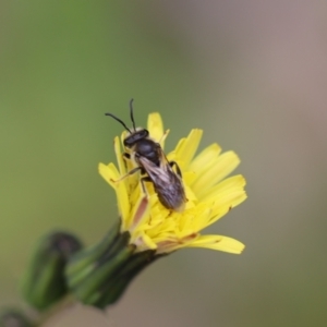 Lasioglossum (Chilalictus) lanarium at Jerrabomberra, NSW - 24 Oct 2021