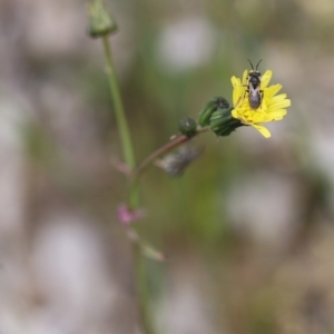 Lasioglossum (Chilalictus) lanarium at Jerrabomberra, NSW - 24 Oct 2021