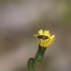 Lasioglossum (Chilalictus) lanarium at Jerrabomberra, NSW - 24 Oct 2021