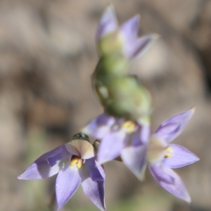 Thelymitra sp. (pauciflora complex) at Gundaroo, NSW - suppressed