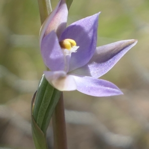 Thelymitra sp. (pauciflora complex) at Gundaroo, NSW - suppressed