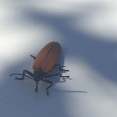 Porrostoma rhipidium (Long-nosed Lycid (Net-winged) beetle) at Rendezvous Creek, ACT - 30 Oct 2021 by LD12