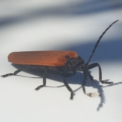 Porrostoma rhipidium at Rendezvous Creek, ACT - 30 Oct 2021