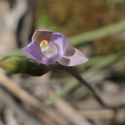 Thelymitra pauciflora (Slender Sun Orchid) at MTR591 at Gundaroo - 24 Oct 2021 by MaartjeSevenster