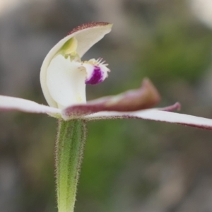 Caladenia moschata at Gundaroo, NSW - 24 Oct 2021