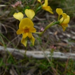 Diuris aequalis (Buttercup Doubletail) at Boro, NSW - 29 Oct 2021 by Paul4K