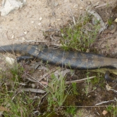 Tiliqua scincoides scincoides (Eastern Blue-tongue) at Boro, NSW - 29 Oct 2021 by Paul4K