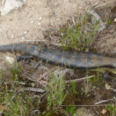 Tiliqua scincoides scincoides (Eastern Blue-tongue) at Boro, NSW - 29 Oct 2021 by Paul4K