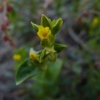 Sebaea ovata (Yellow Centaury) at Boro, NSW - 28 Oct 2021 by Paul4K