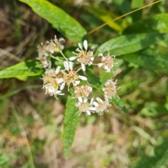 Olearia lirata (Snowy Daisybush) at Isaacs, ACT - 30 Oct 2021 by Mike