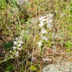 Stackhousia monogyna (Creamy Candles) at Isaacs, ACT - 30 Oct 2021 by Mike