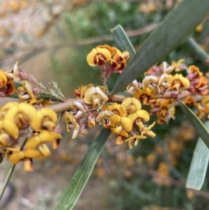 Daviesia mimosoides at Bruce, ACT - 30 Oct 2021