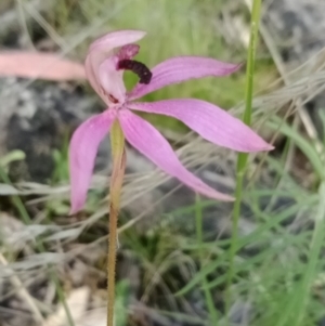 Caladenia congesta at Stromlo, ACT - suppressed