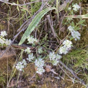 Poranthera microphylla at Acton, ACT - 30 Oct 2021