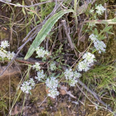 Poranthera microphylla (Small Poranthera) at Point 5821 - 30 Oct 2021 by Jenny54