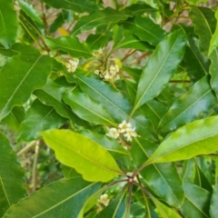 Pittosporum undulatum (Sweet Pittosporum) at Isaacs Ridge - 30 Oct 2021 by Mike