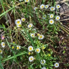 Erigeron karvinskianus (Seaside Daisy) at Isaacs Ridge - 30 Oct 2021 by Mike