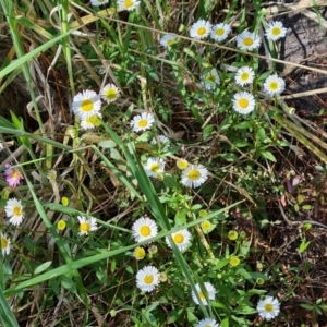 Erigeron karvinskianus at Isaacs, ACT - 30 Oct 2021