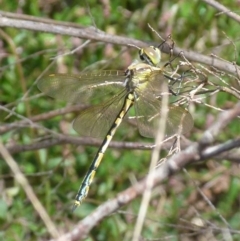 Hemicordulia tau (Tau Emerald) at Boro, NSW - 29 Oct 2021 by Paul4K