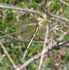 Hemicordulia tau (Tau Emerald) at Boro - 28 Oct 2021 by Paul4K